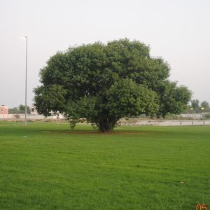 Meet your Posher, Teebah